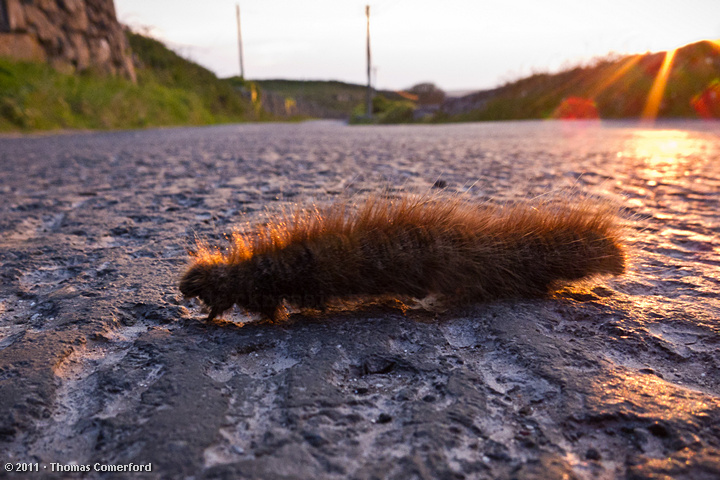 Catterpillar Crossing